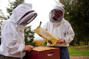 Tessa Gerberich (left) and Professor Kenton Derstine tend to one of the bee hives. (Photo by Jon Styer)