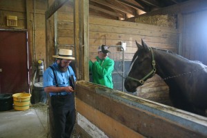Amish racehorse buyer in stable