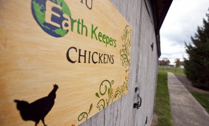 Earthkeepers_Chickens_web