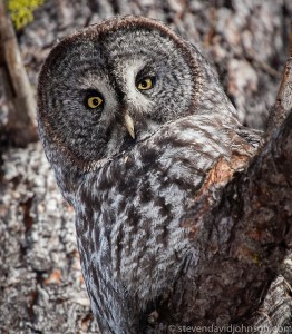 Great gray owl, Lincoln, Oregon.