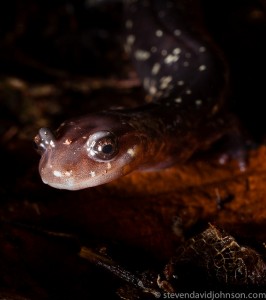 Cow Knob Salamander, Reddish Knob, Virginia