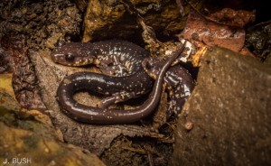 Salamander1-feature