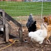 There are several happy chickens that roam inside the compost ar