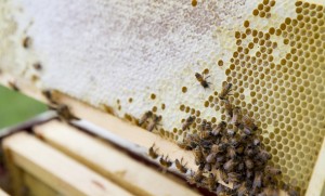 EMU's first four beehives were donated by seminary professor Kenton Derstine.