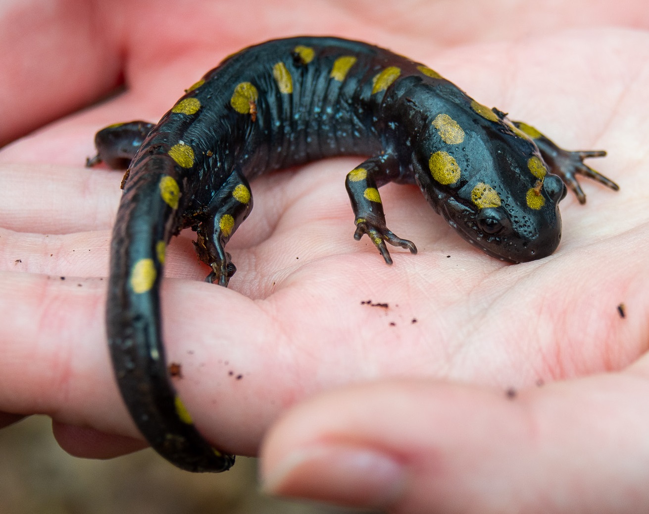 DGN Salamander