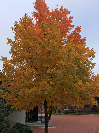 tree in the fall