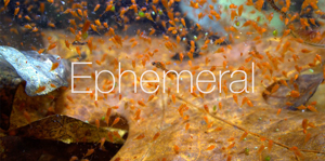 Image of "Ephemeral" from video of same name