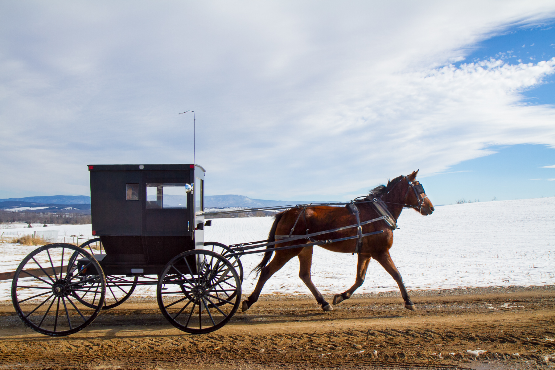 those-horses-you-see-pulling-black-buggies-might-be-retired-champions