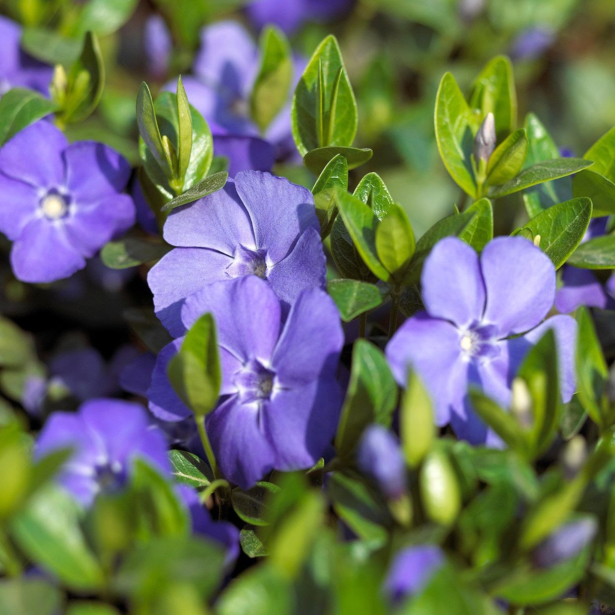 Vinca sp. (periwinkle)