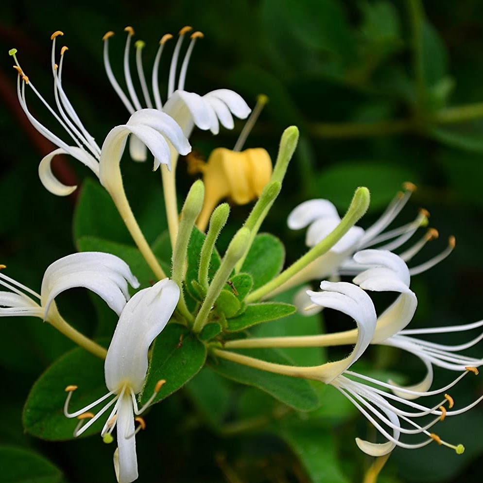 Bush & Vine Honeysuckle