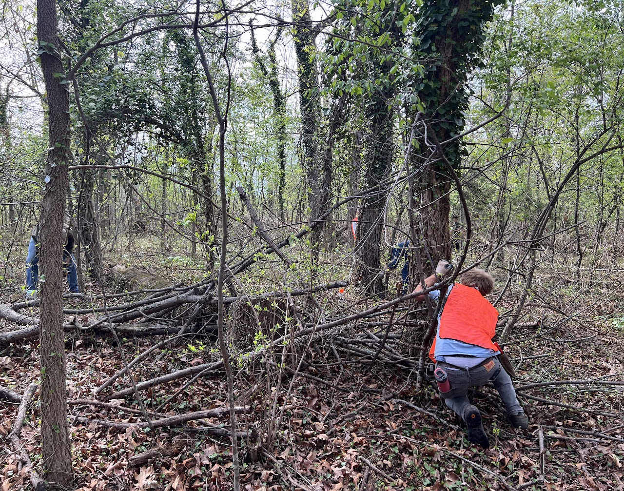 The effect an invasive species can have on a enviroment (current state of Parkwoods). 