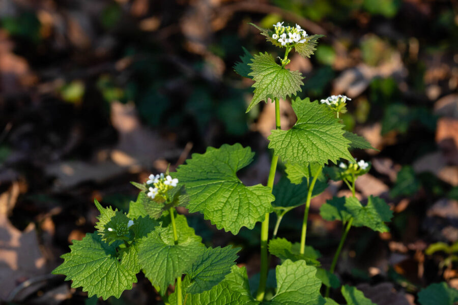 Garlic Mustard