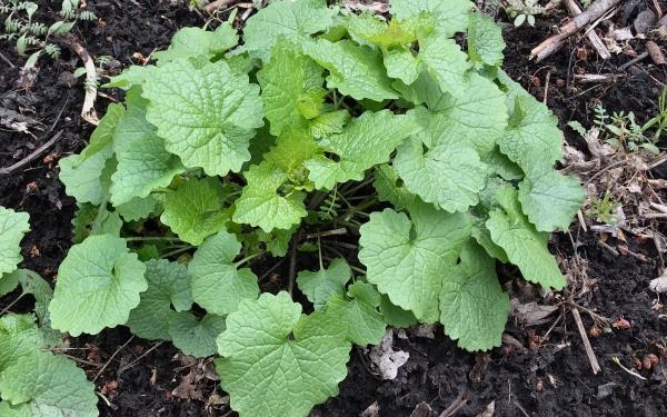 Garlic Mustard