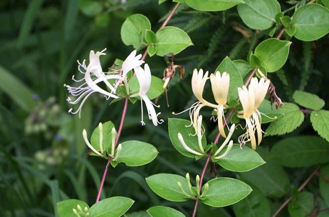 Bush & Vine Honeysuckle