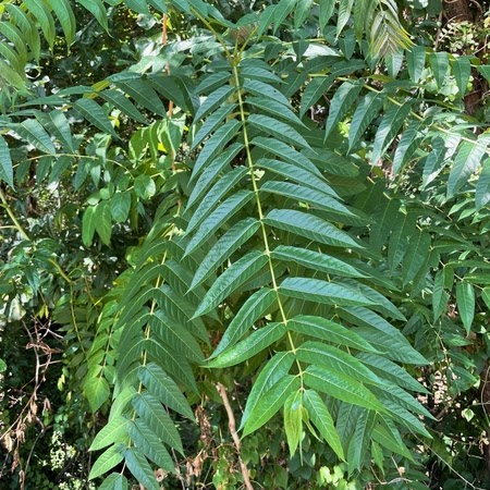 Tree of Heaven