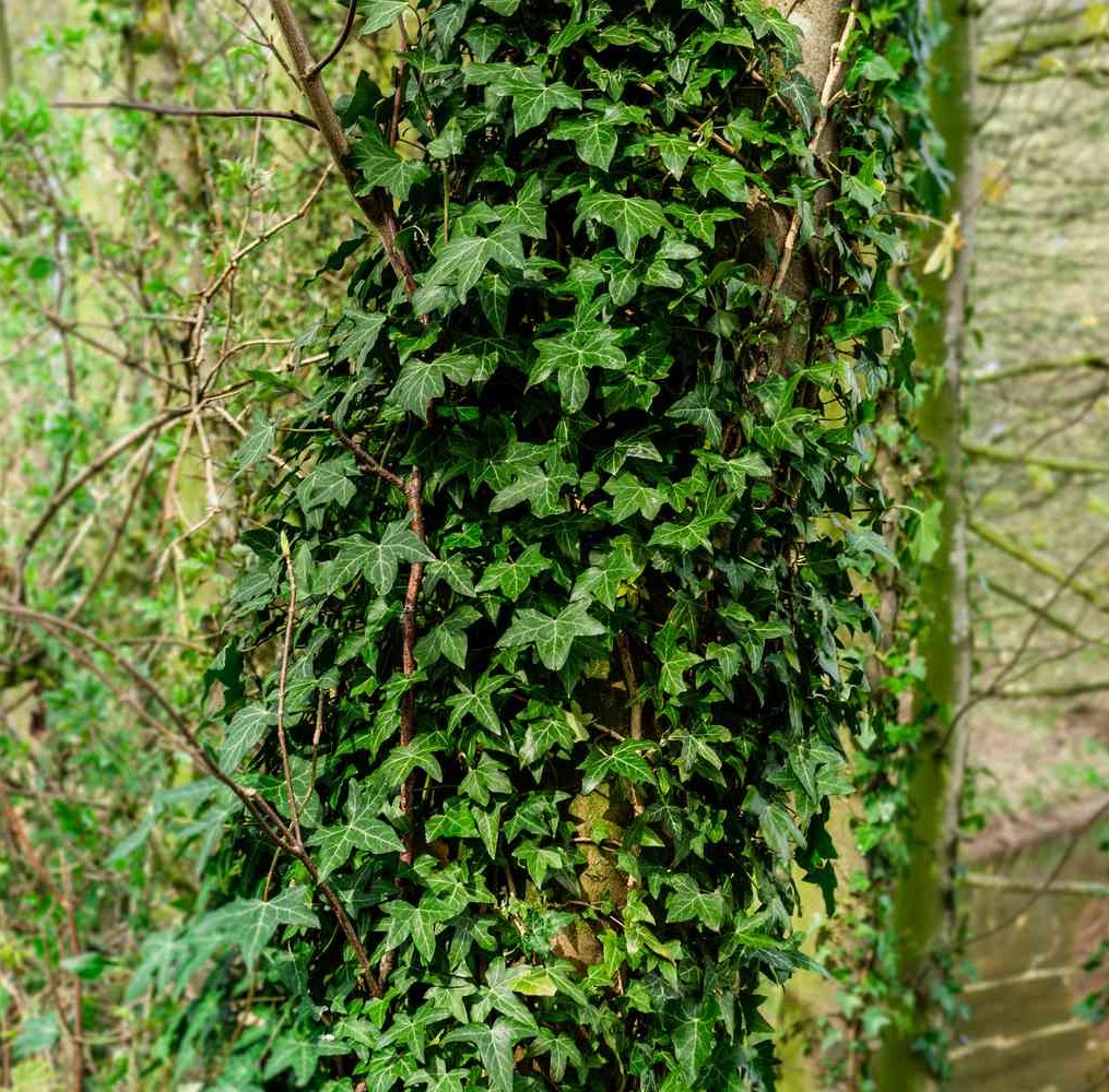 English Ivy