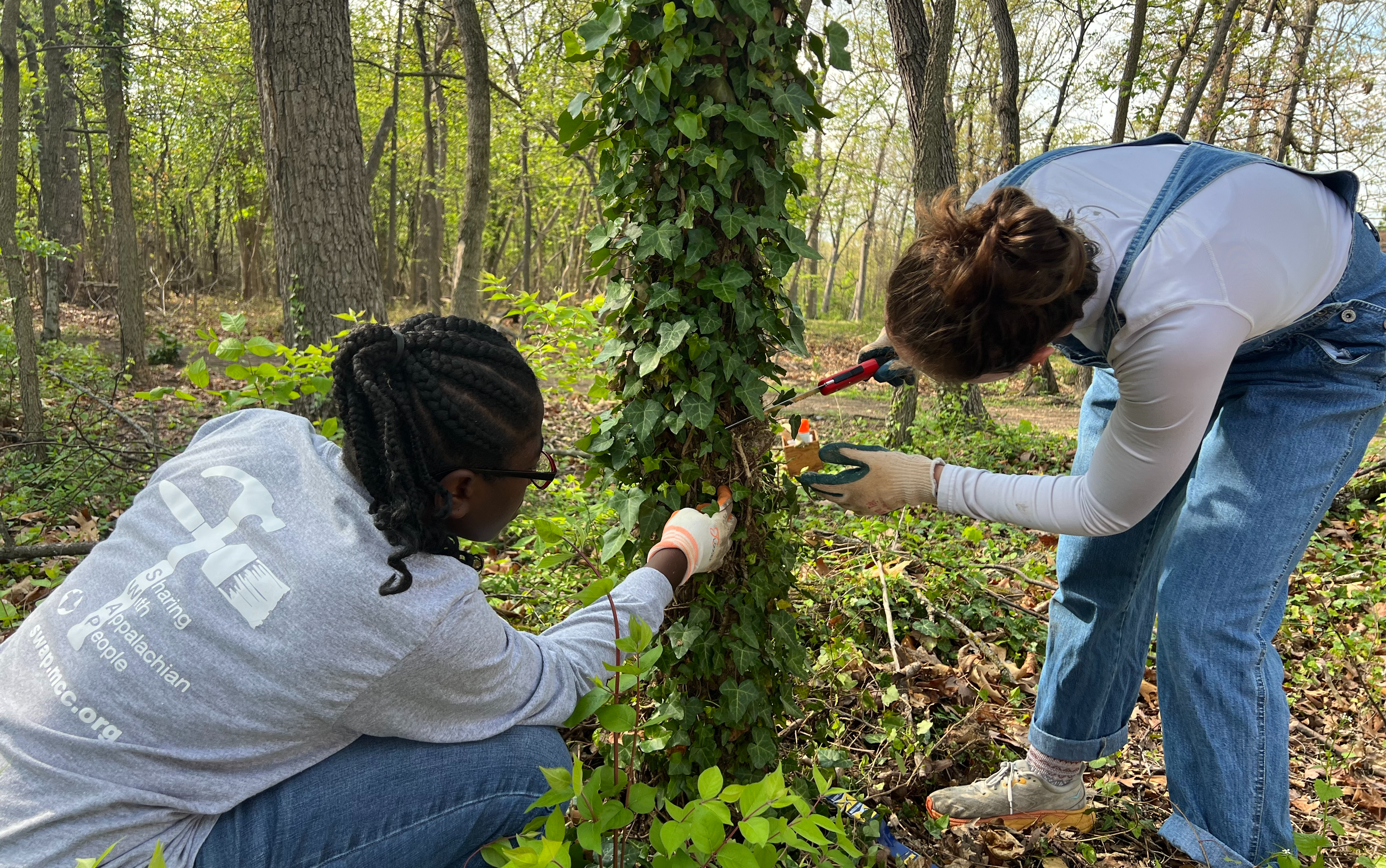 Learn about the invasive species in Park Woods